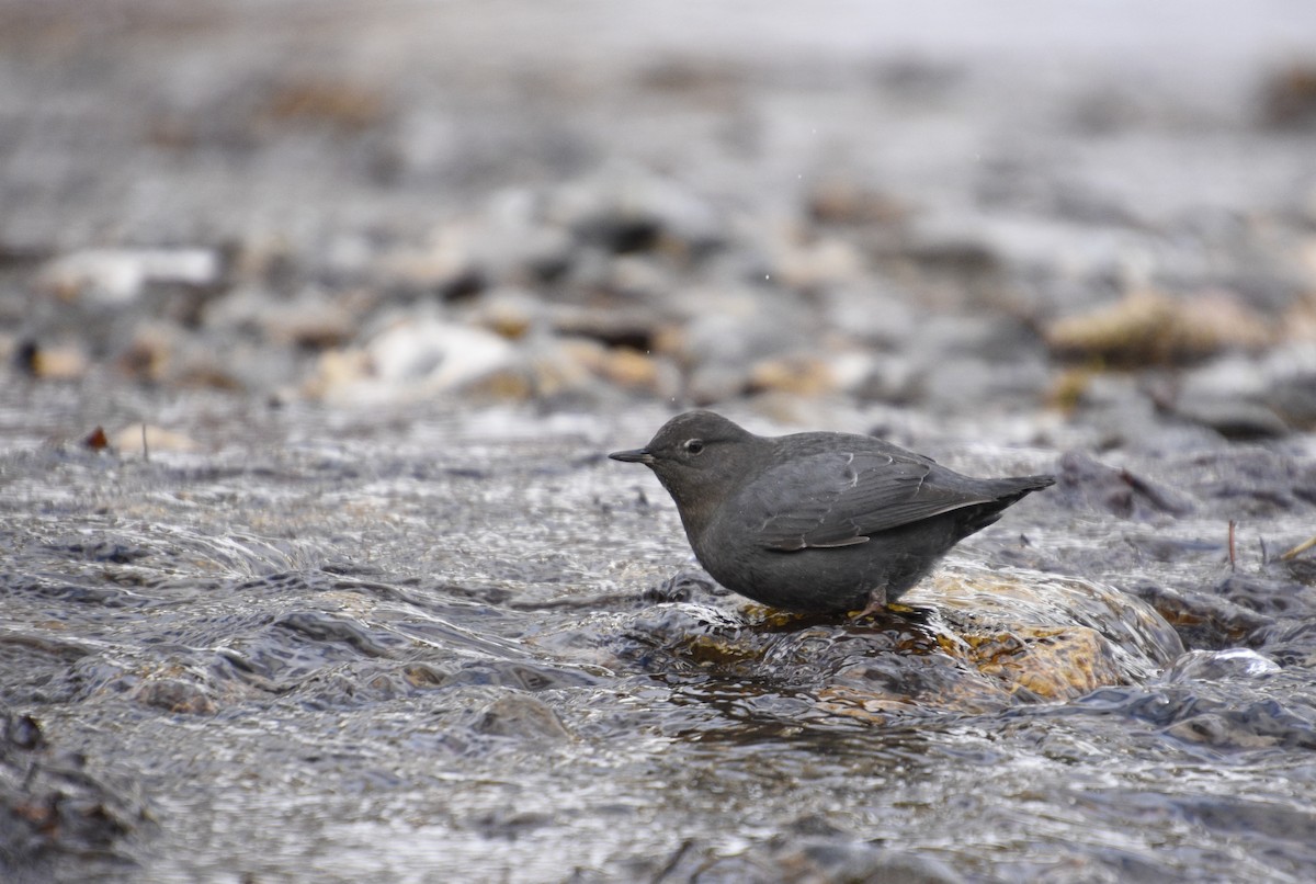 American Dipper - ML523128611