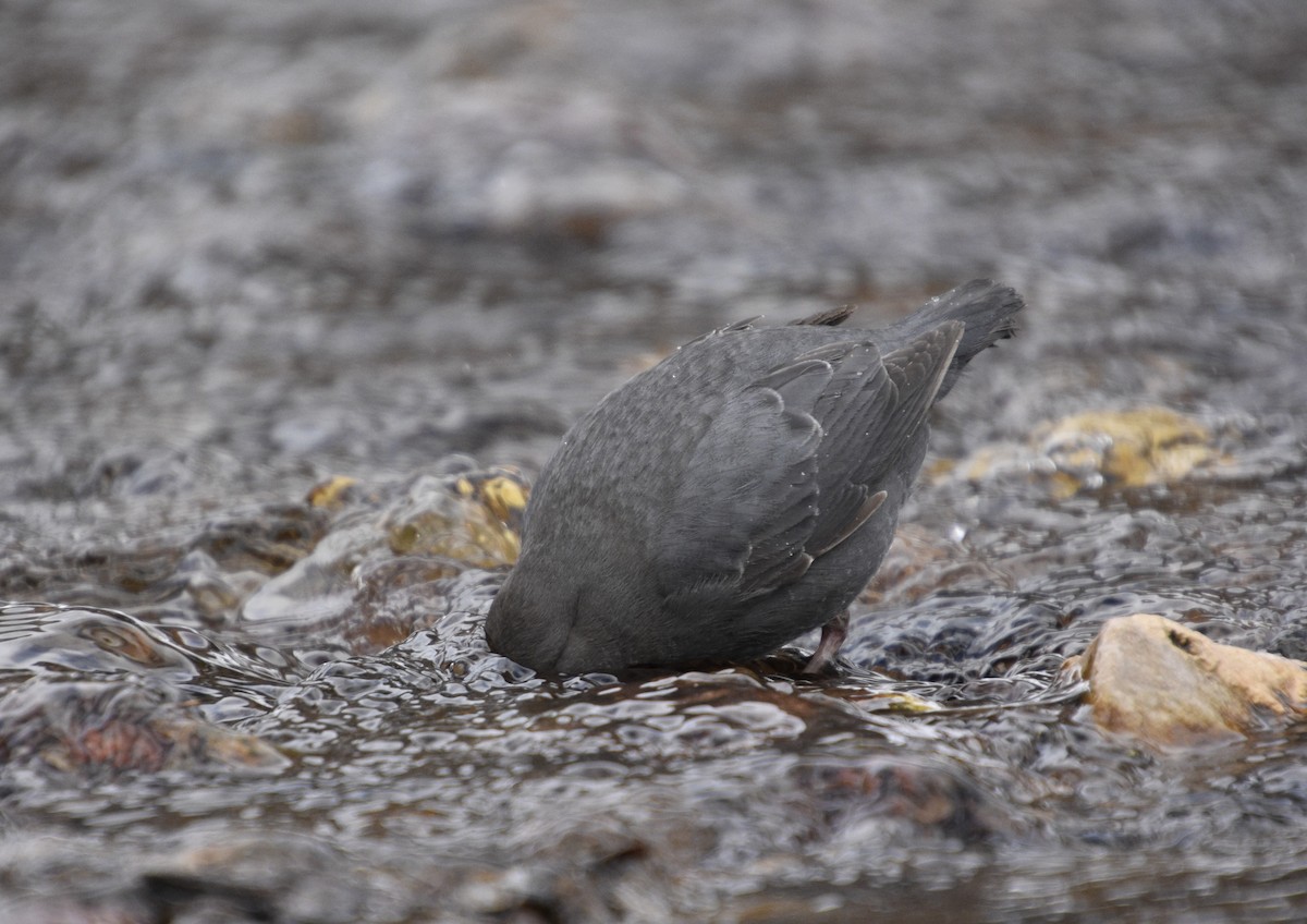 American Dipper - ML523128621