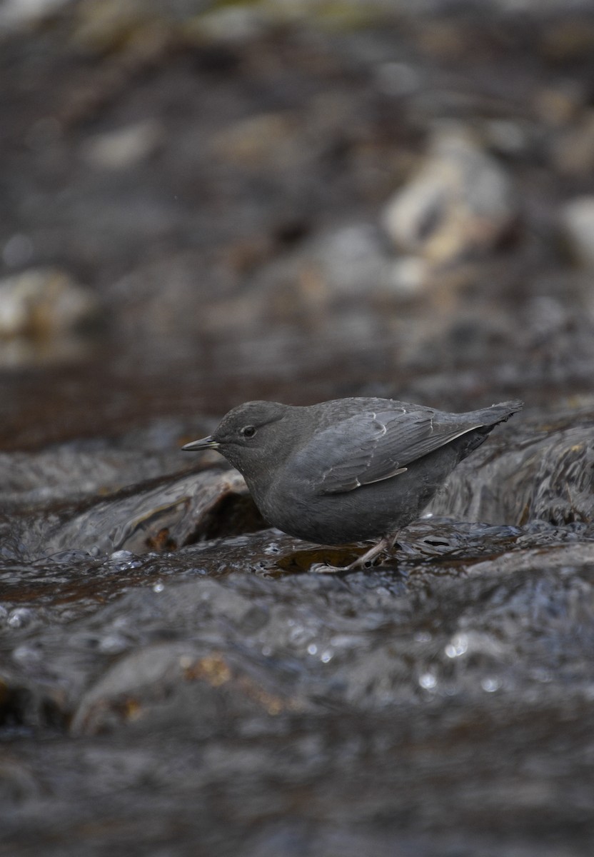 American Dipper - ML523128631