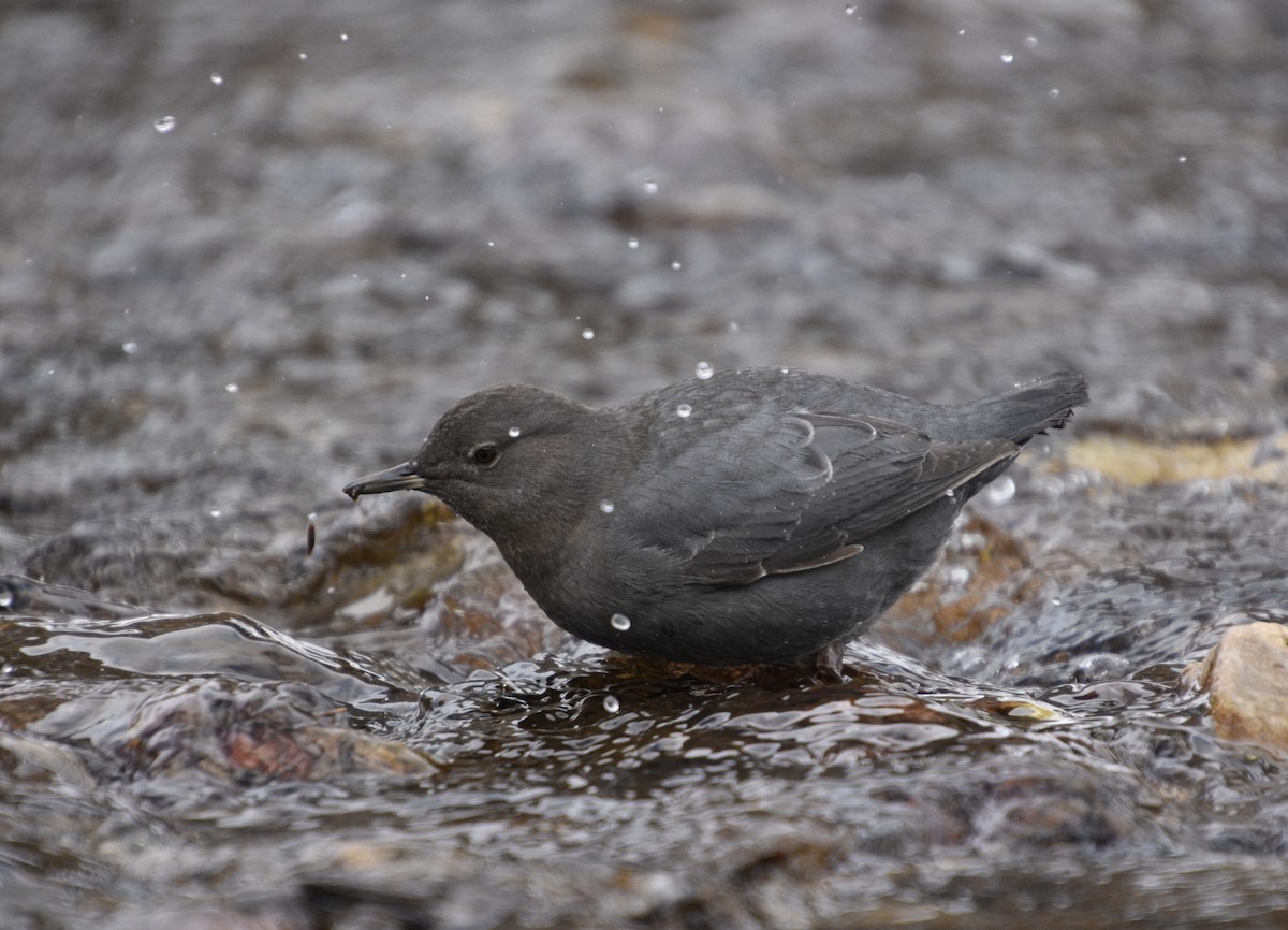 American Dipper - ML523128641