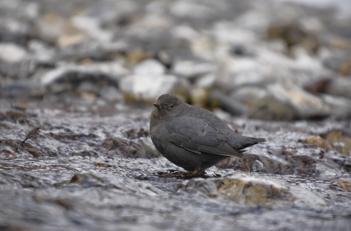 American Dipper - ML523128651