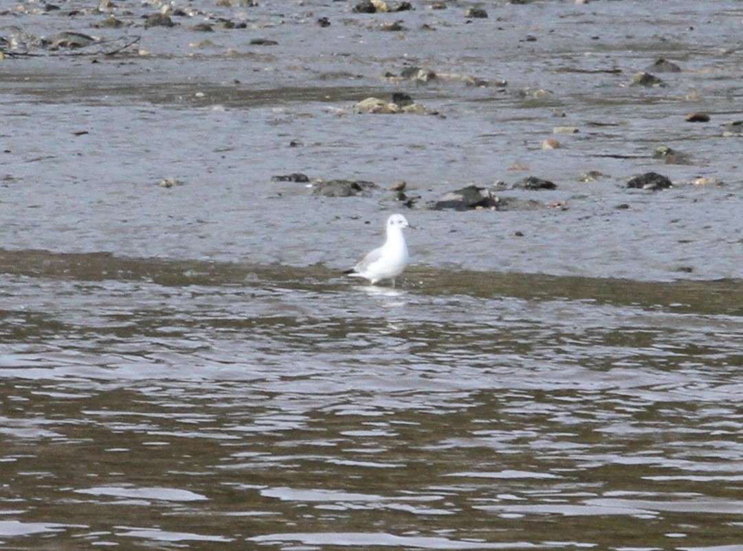 Mouette de Bonaparte - ML523129281