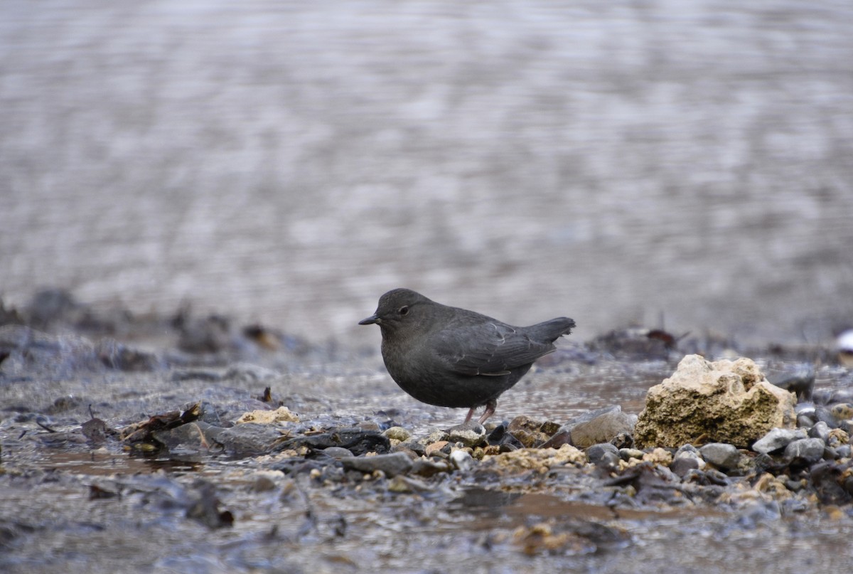 American Dipper - ML523129461