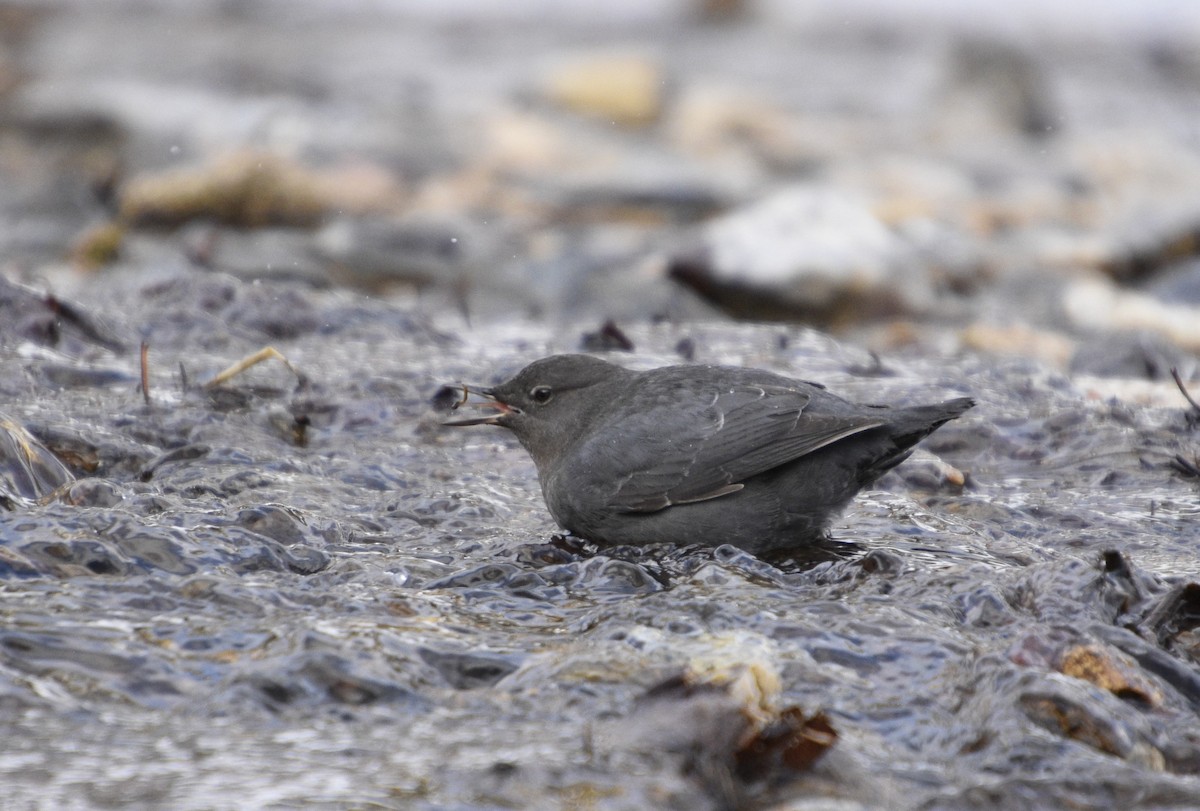 American Dipper - ML523129471