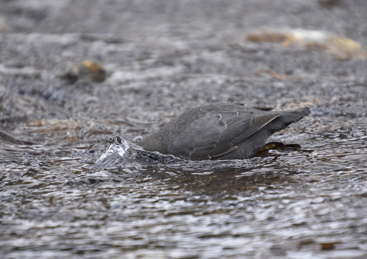 American Dipper - ML523129481