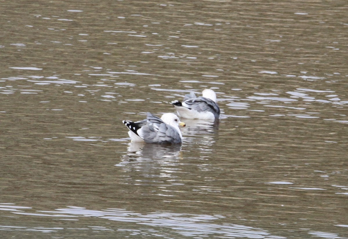 California Gull - ML523129571