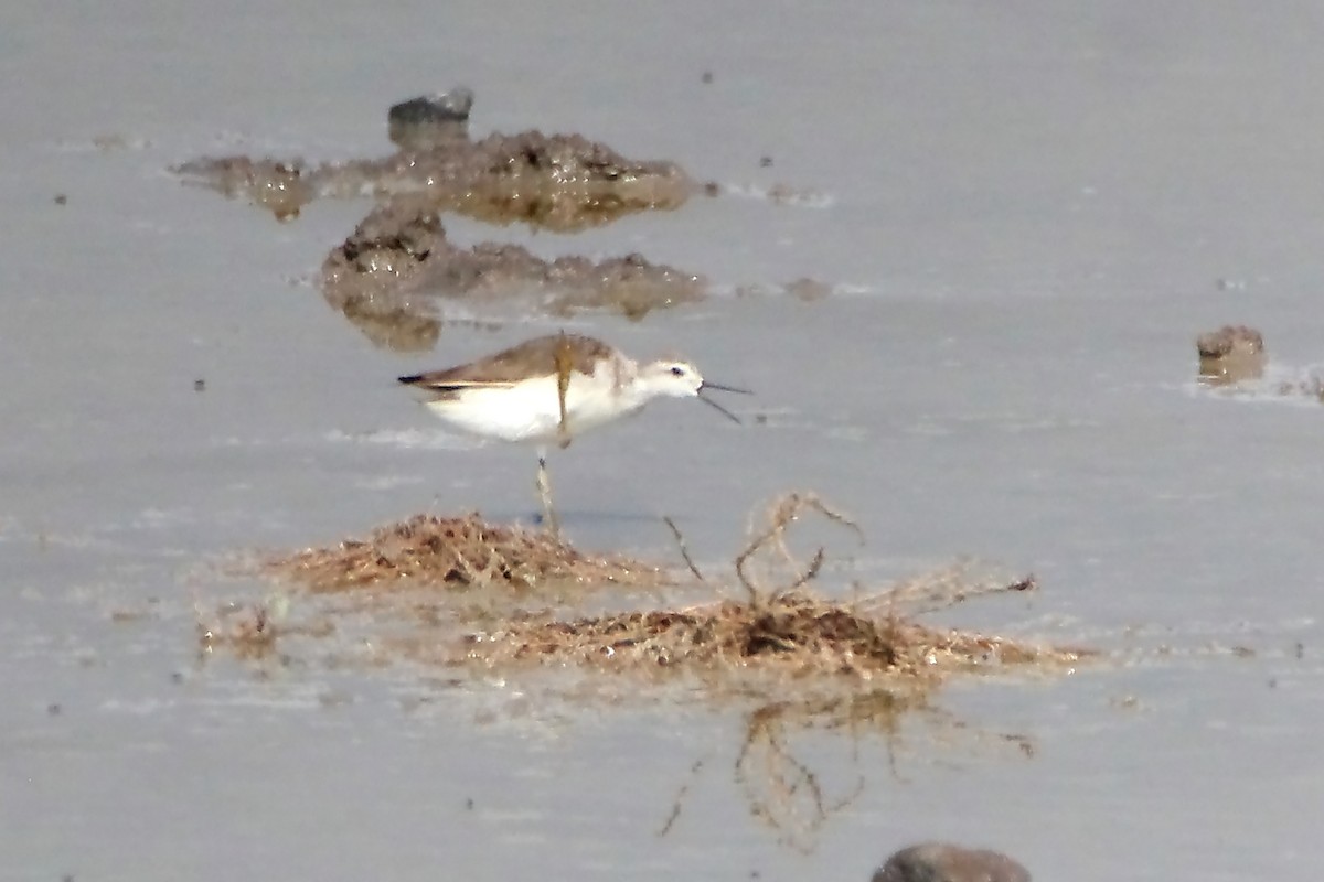 Wilson's Phalarope - ML523131121