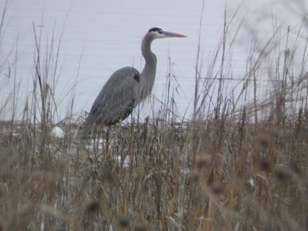 Great Blue Heron - ML523131251