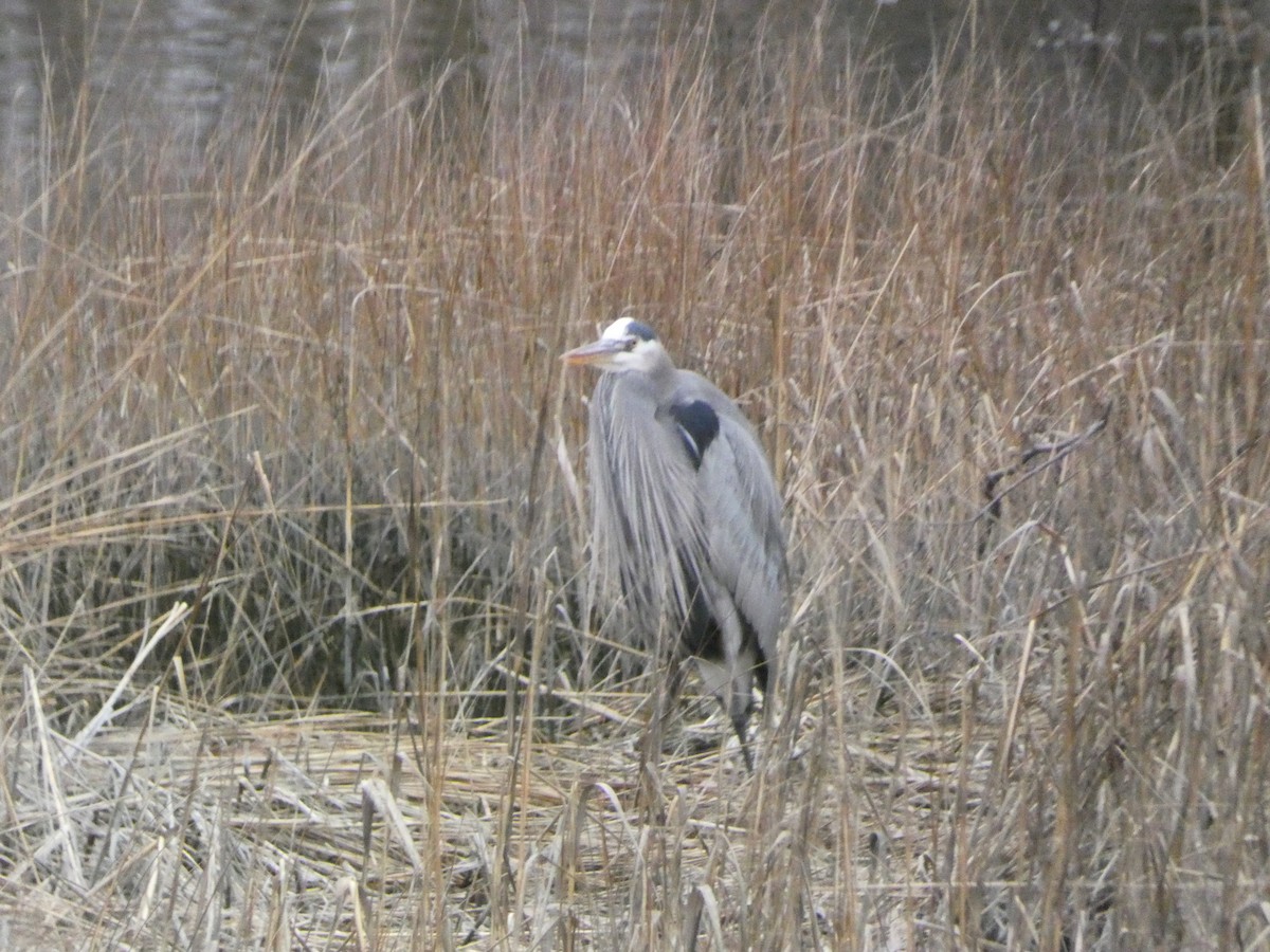 Great Blue Heron - ML523131841