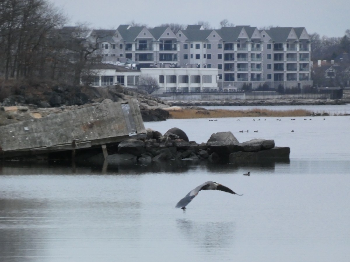 Great Blue Heron - ML523131981