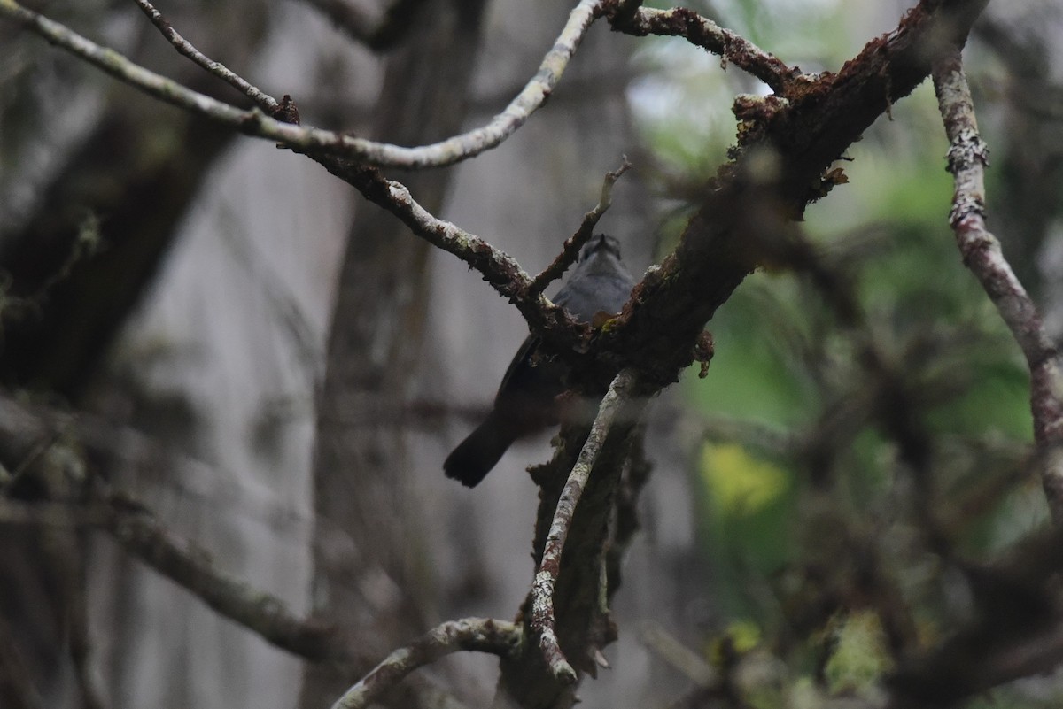 Pájaro Gato Gris - ML523136801