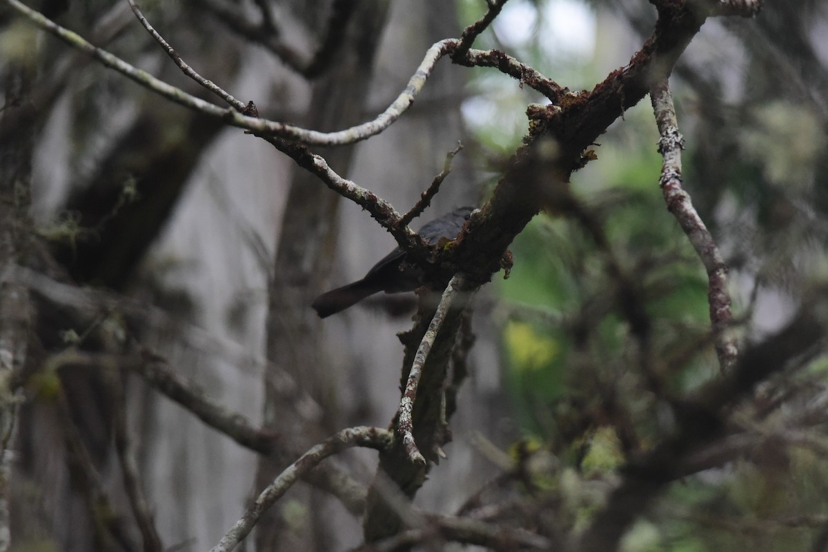 Pájaro Gato Gris - ML523136811