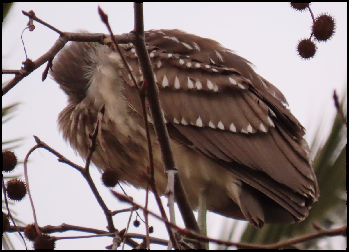 Black-crowned Night Heron - ML523137051