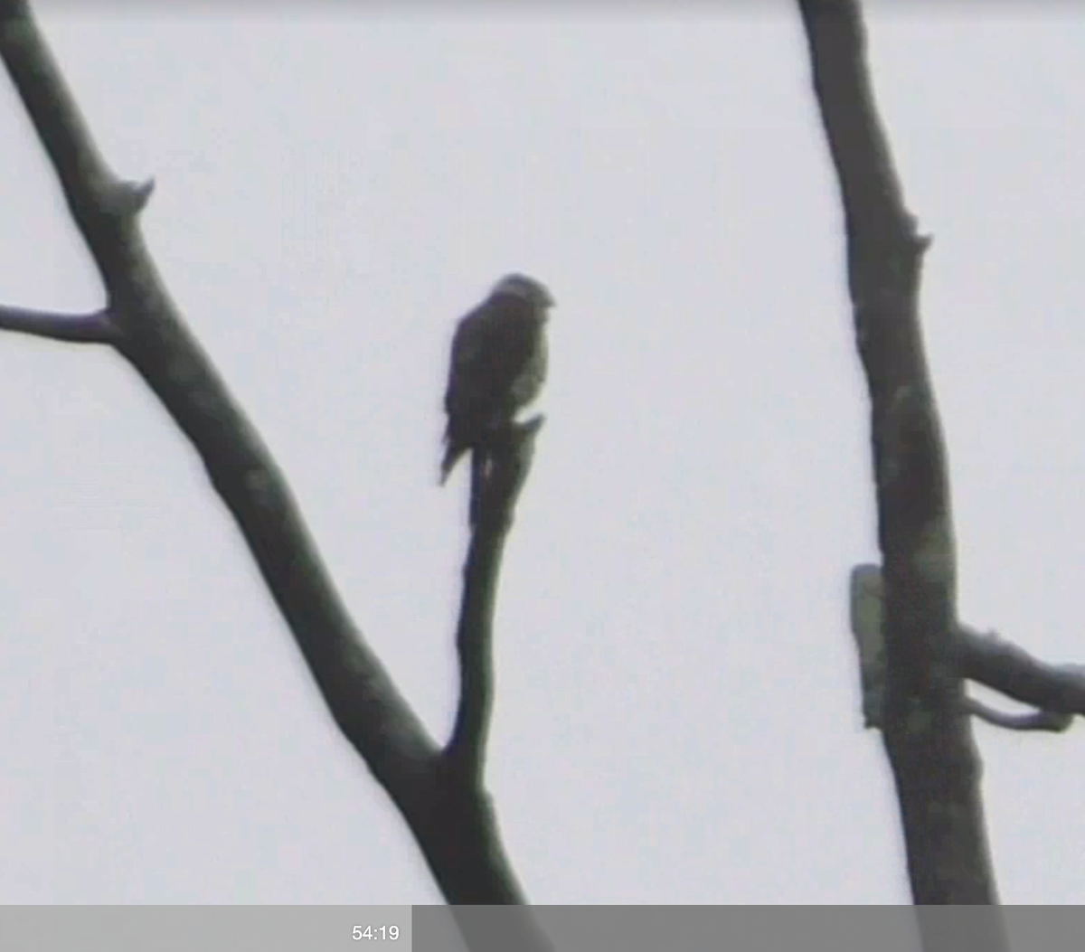 Belatz txikia (columbarius) - ML52313791