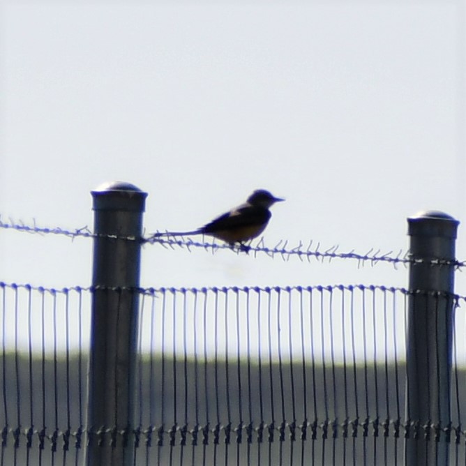 Scissor-tailed Flycatcher - ML523138461