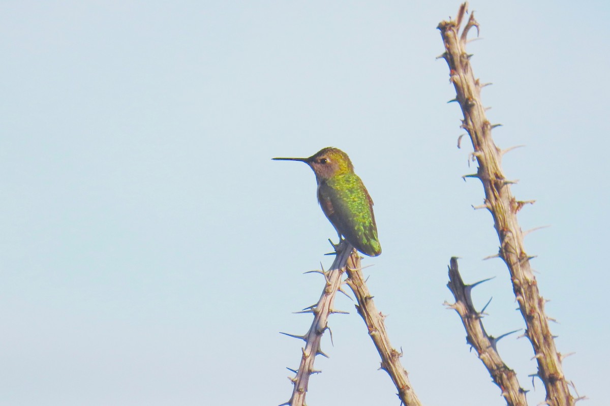 Anna's Hummingbird - ML523139141