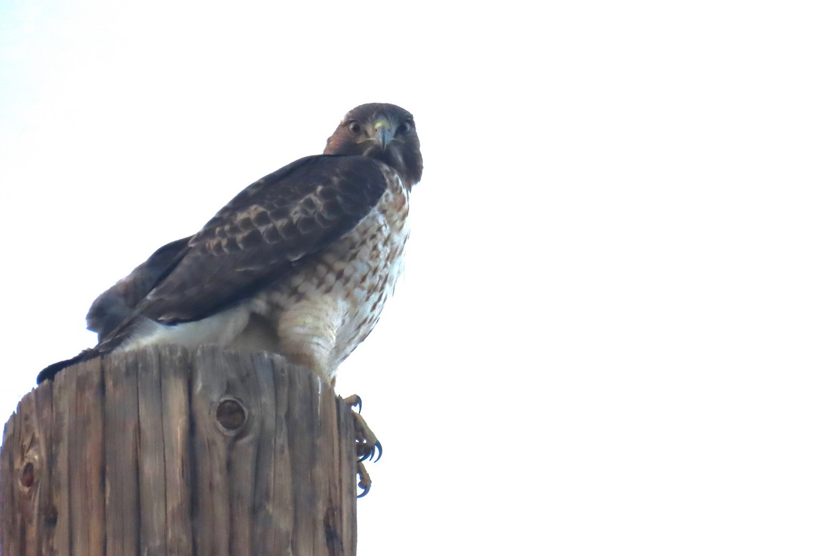 Red-tailed Hawk - ML523139321