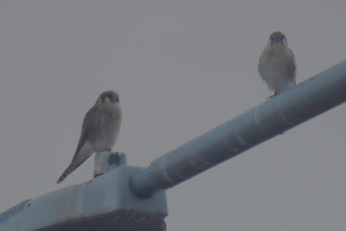 American Kestrel - ML523139441