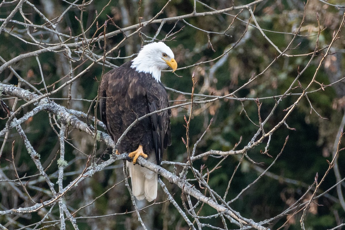 Bald Eagle - ML523141501