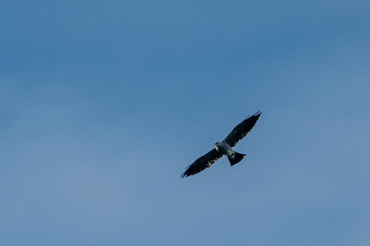 Mississippi Kite - Theys Radmann