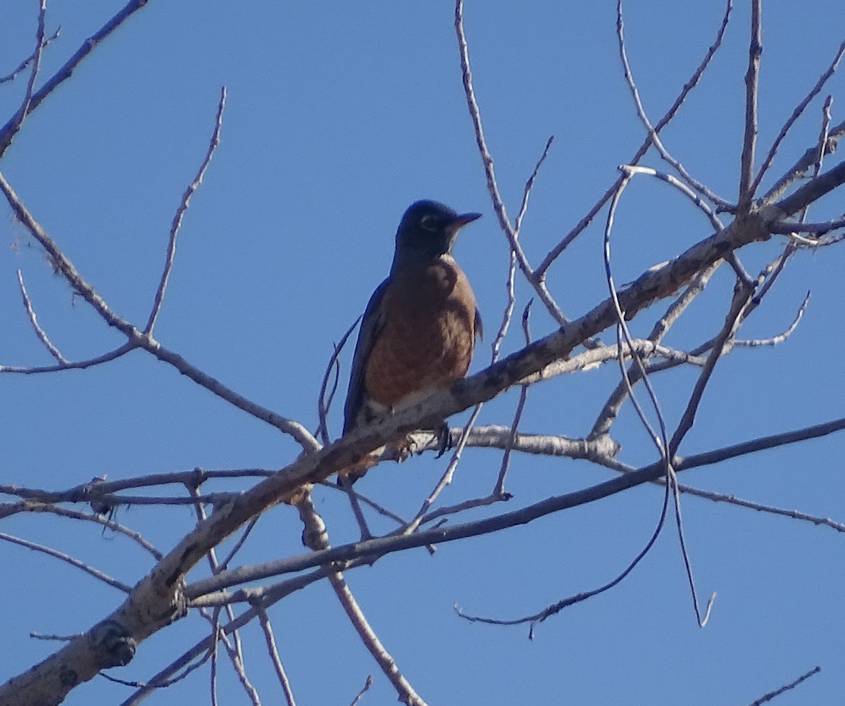 American Robin - ML523141791