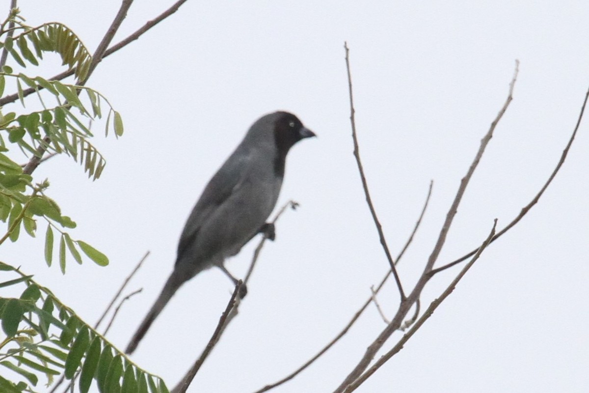 Black-faced Tanager - ML523142901
