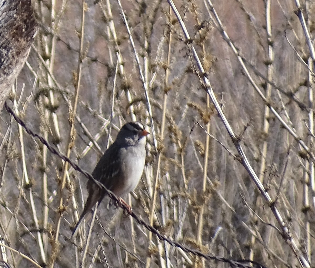 White-crowned Sparrow - ML523144191