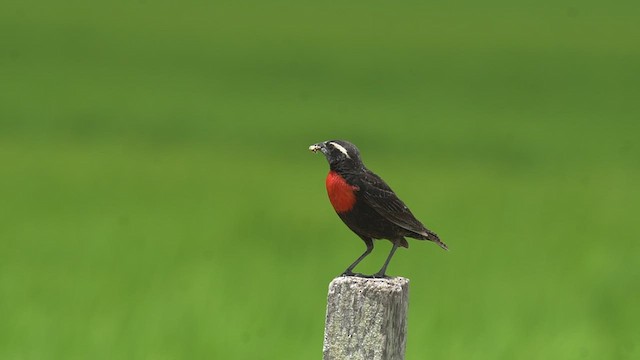 White-browed Meadowlark - ML523144351