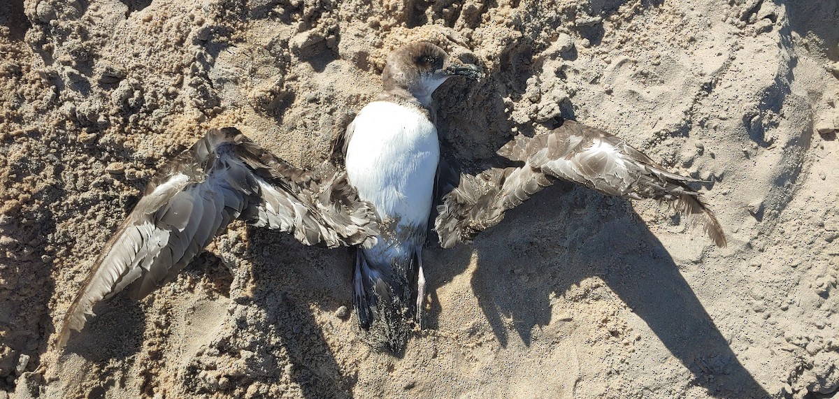 Atlantic Petrel - ML523145541