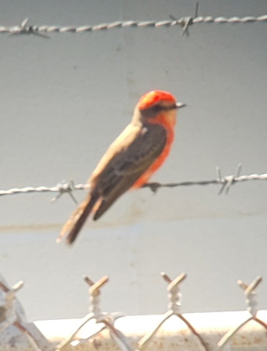 Vermilion Flycatcher - Richard Cohen