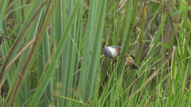 Marsh Seedeater - ML523145911