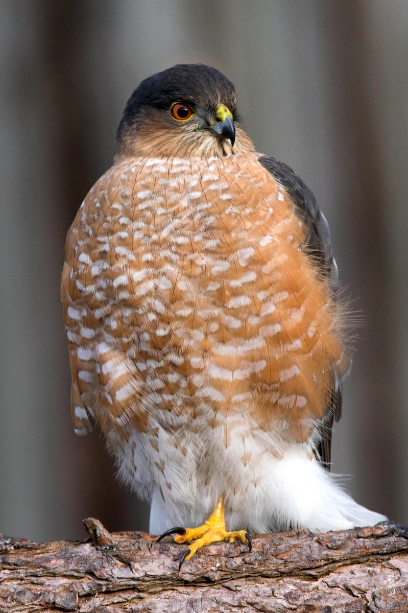 Sharp-shinned/Cooper's Hawk - ML523145971