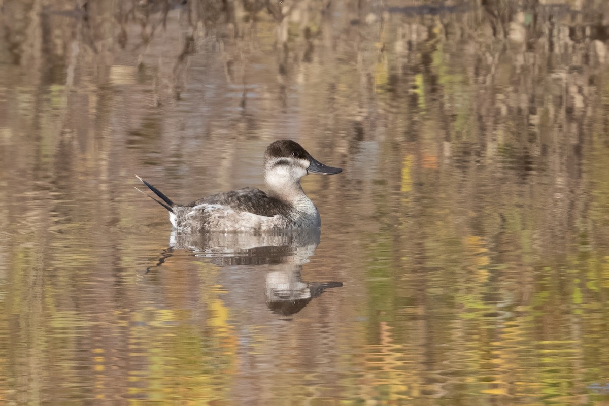 Ruddy Duck - ML523146161