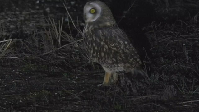 Short-eared Owl - ML523147831