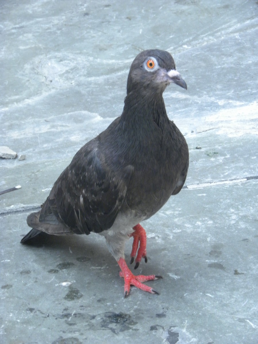 Rock Pigeon (Feral Pigeon) - Noelle Brooks