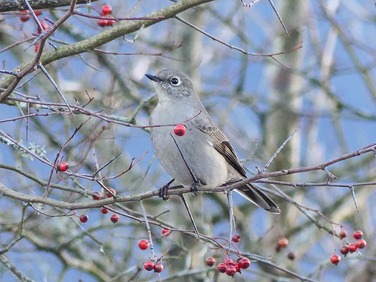 Townsend's Solitaire - ML523151481