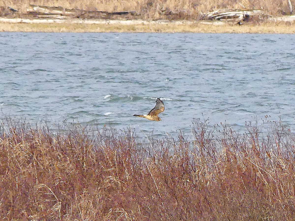 Northern Harrier - ML523151551