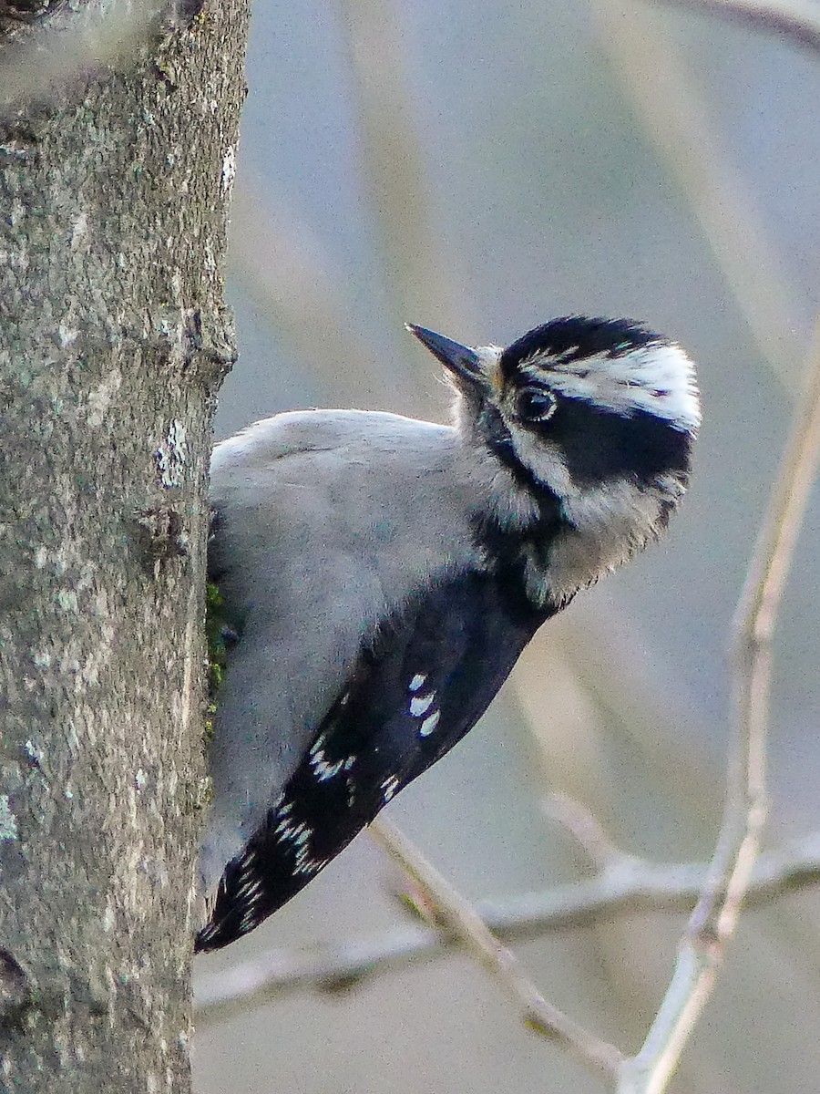 Downy Woodpecker - ML523151621