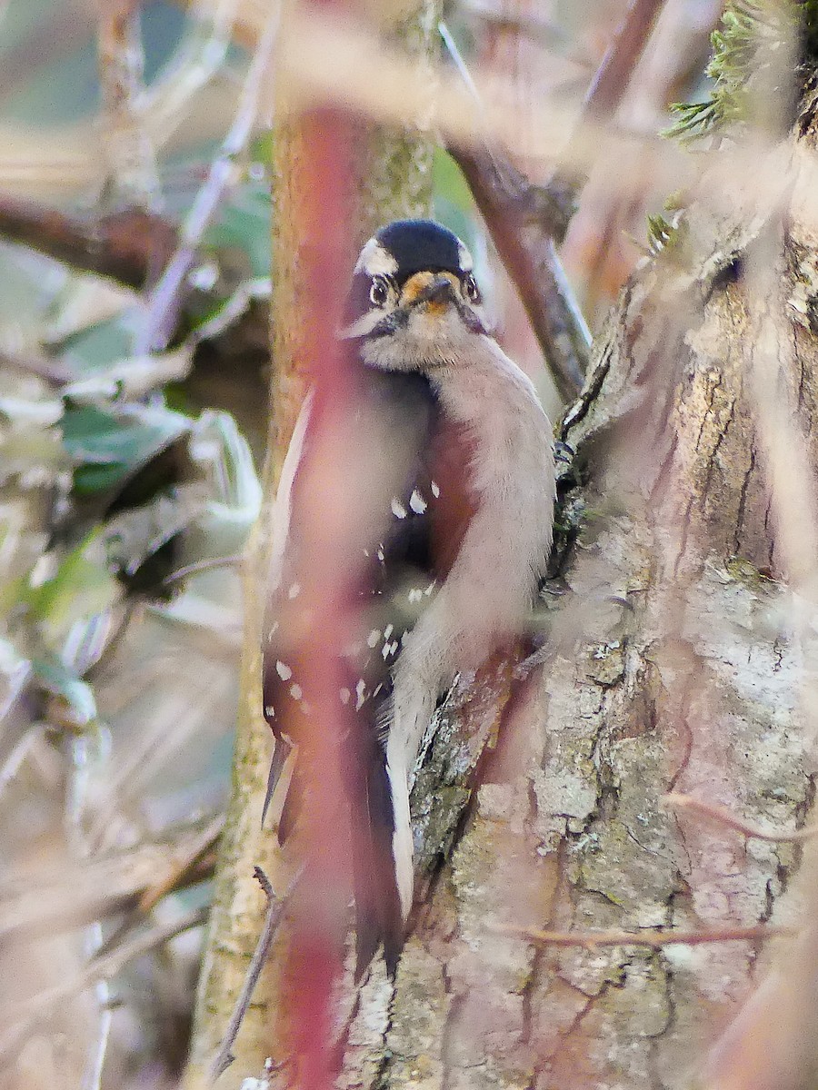 Downy Woodpecker - ML523151631