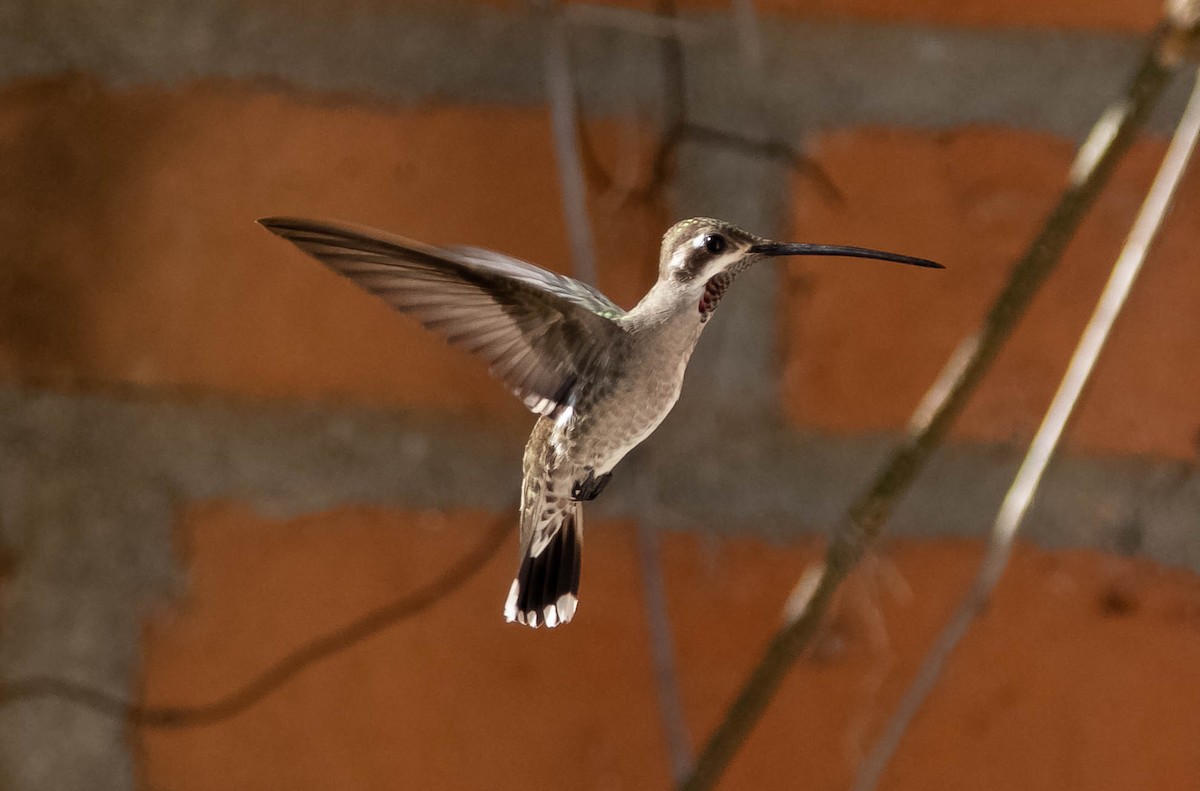 Plain-capped Starthroat - ML523152161