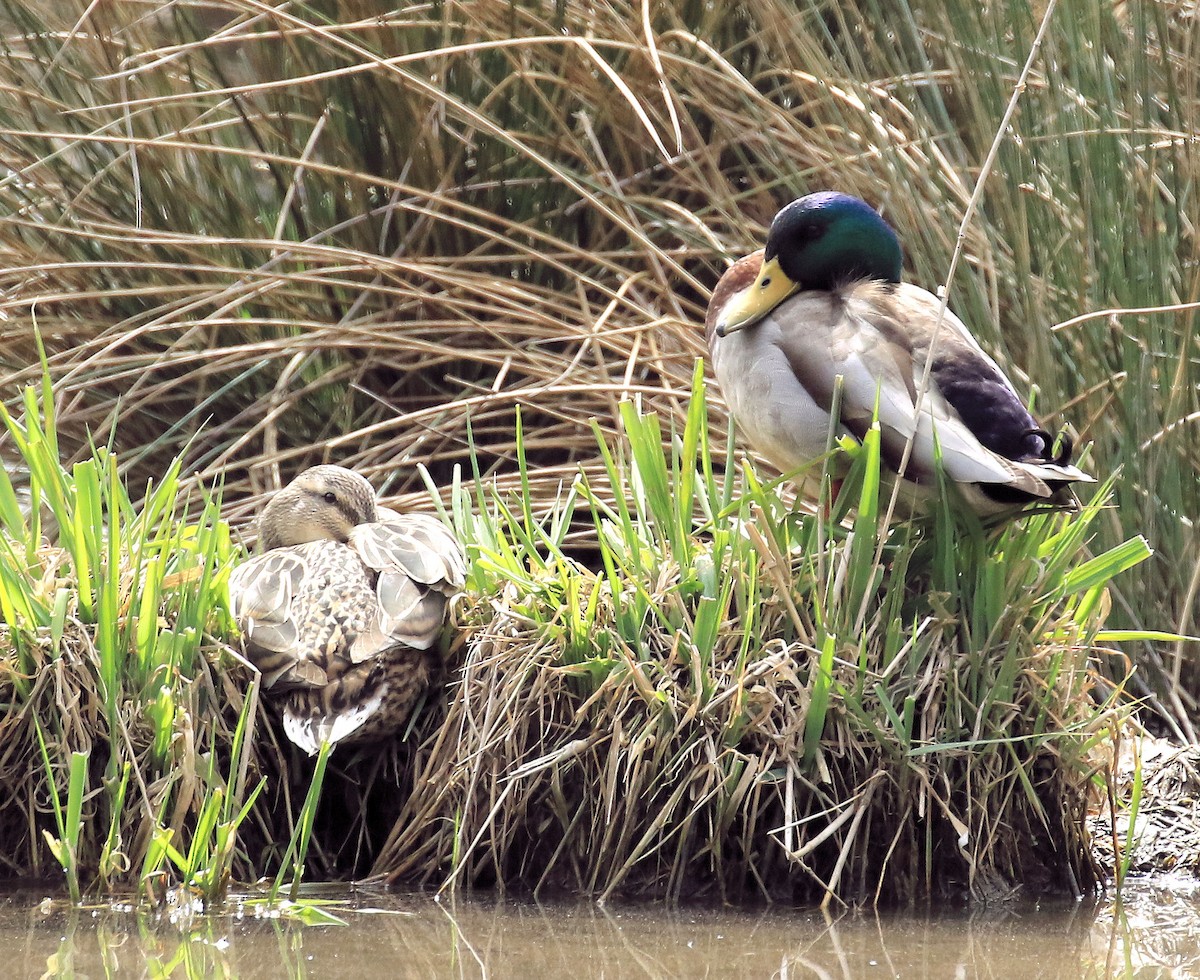 Зэрлэг нугас - ML52315231