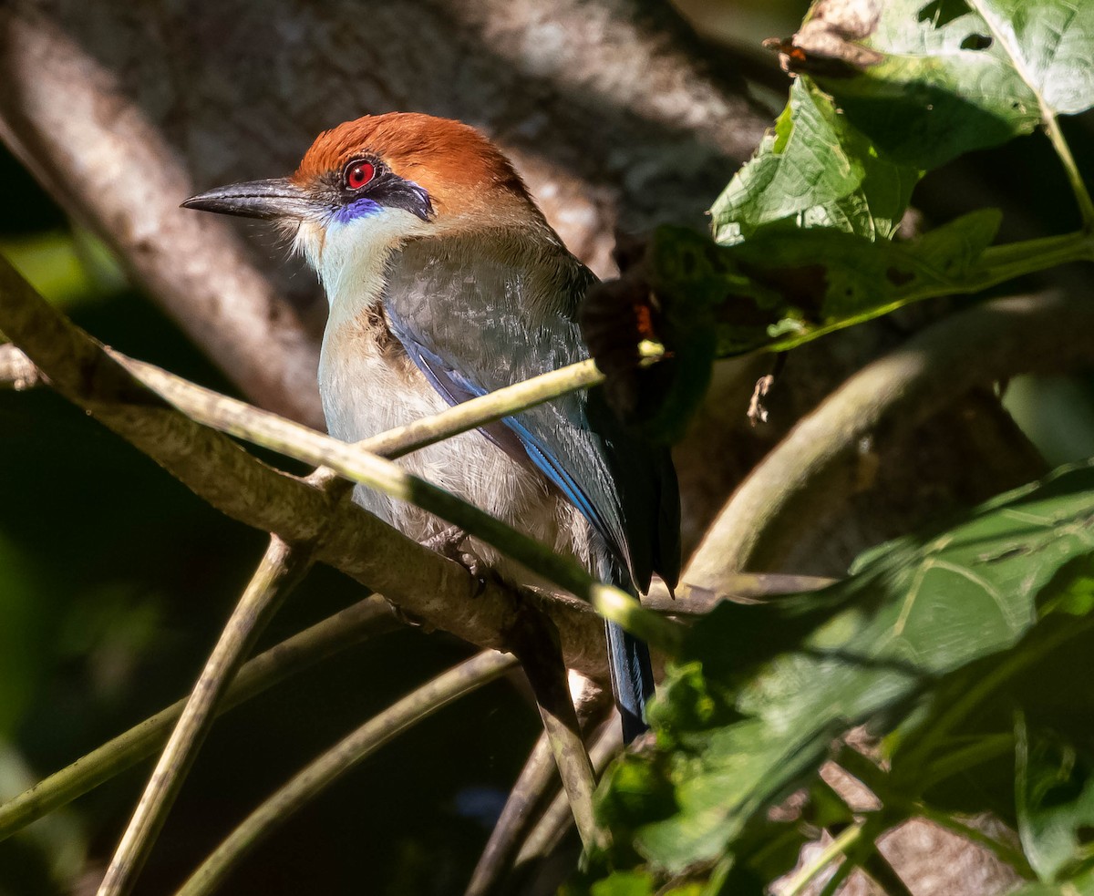 Russet-crowned Motmot - ML523153221