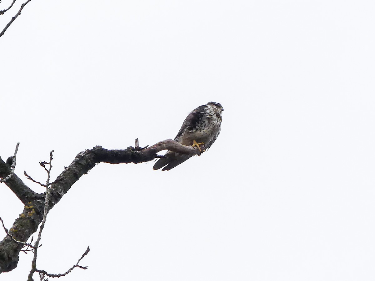 Prairie Falcon - ML523153461