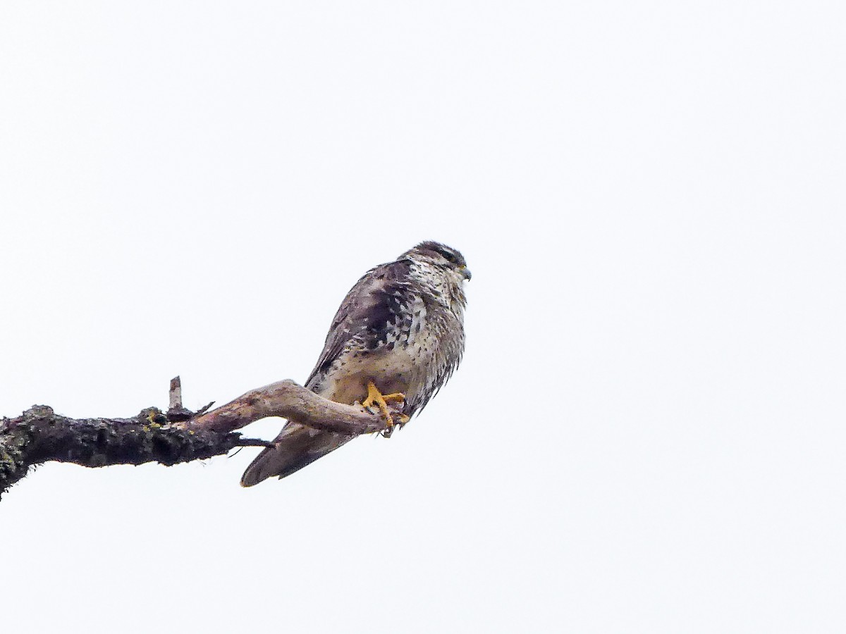 Prairie Falcon - ML523153491