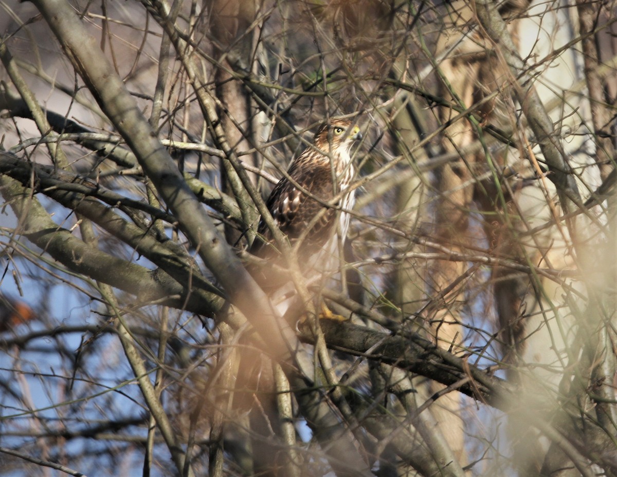 Cooper's Hawk - ML523153671