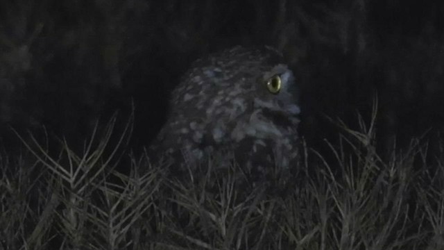 Burrowing Owl - ML523154181