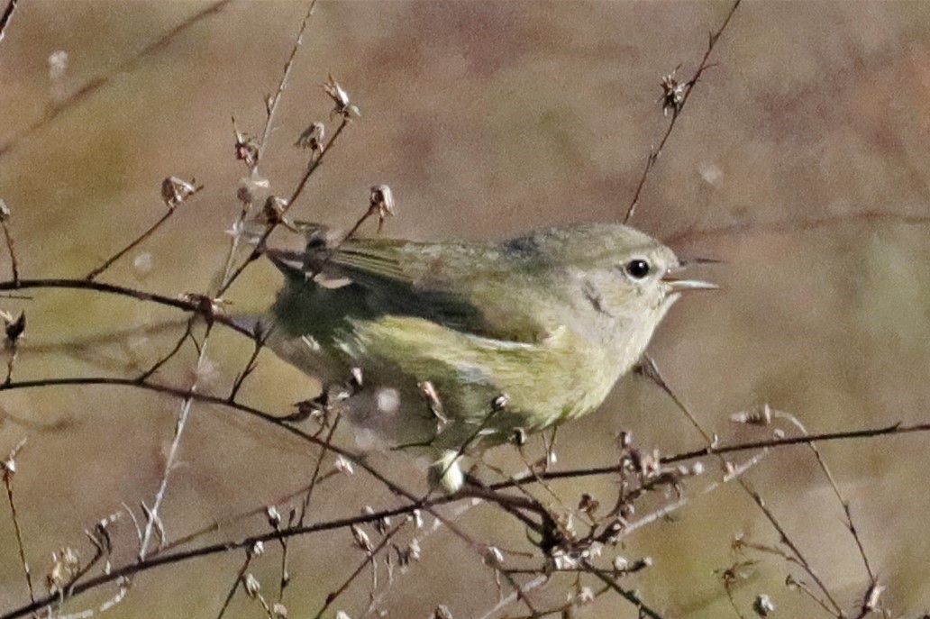 Orange-crowned Warbler - Janette Brogan