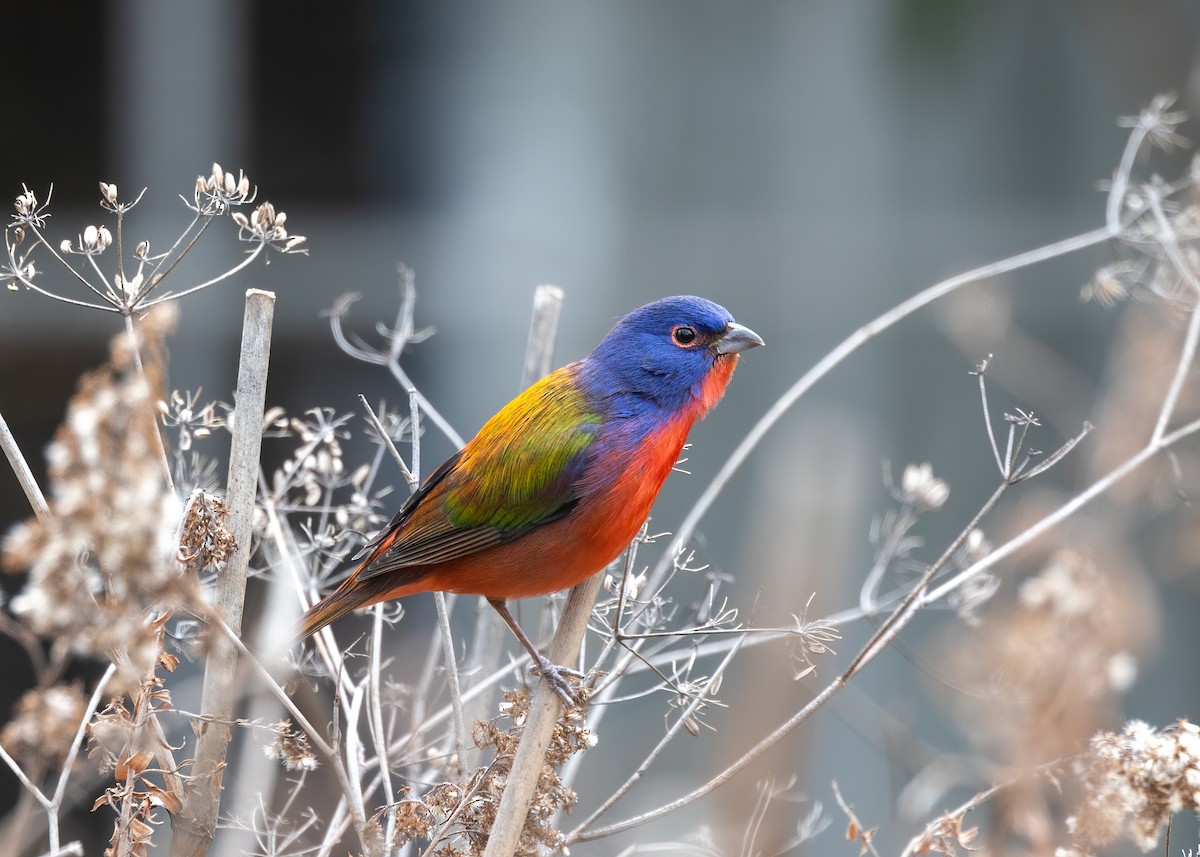 Painted Bunting - ML523154961