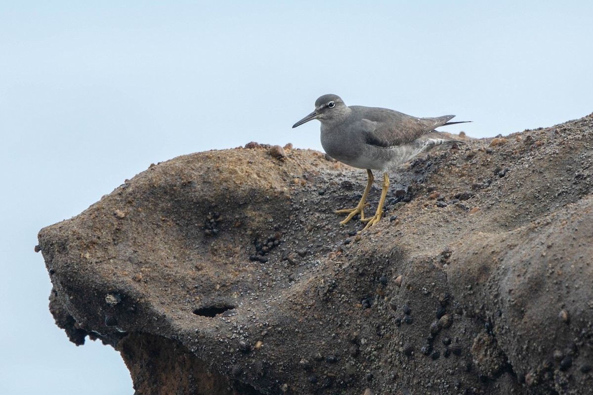 Wandering Tattler - Rhys Marsh