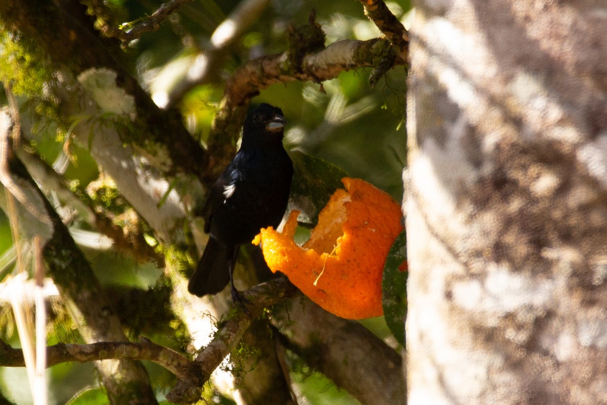 White-lined Tanager - Tony Byrne